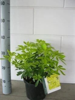 Choisya (Choisya Ternata 'Sundance') 9 Choisya (Choisya Ternata 'Sundance') -AOS Hoera Winkel choisya sundance c3 september