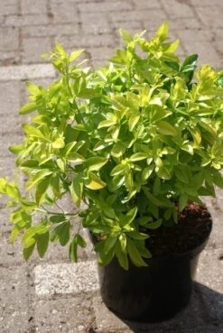 Choisya (Choisya Ternata 'Sundance') 8 Choisya (Choisya Ternata 'Sundance') -AOS Hoera Winkel choisya ternata sundance 1