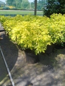 Choisya (Choisya Ternata 'Sundance') 10 Choisya (Choisya Ternata 'Sundance') -AOS Hoera Winkel choisya ternata sundance c10 1