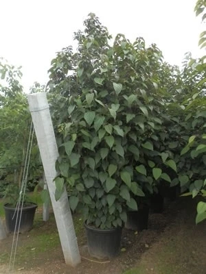 Pindakaasboom Als Struik (Clerodendrum Trichotomum) 3 Pindakaasboom Als Struik (Clerodendrum Trichotomum) - Afbeelding 3