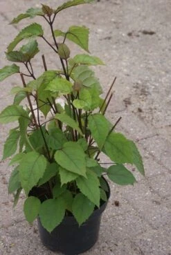 Pindakaasboom (Clerodendrum Bungei) -AOS Hoera Winkel clerodendrum bungei 1