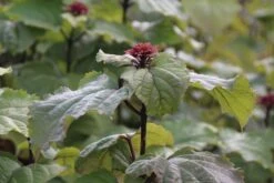 Pindakaasboom (Clerodendrum Bungei) -AOS Hoera Winkel clerodendrum bungei 1 1