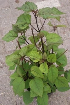 Pindakaasboom (Clerodendrum Bungei) -AOS Hoera Winkel clerodendrum bungei 2