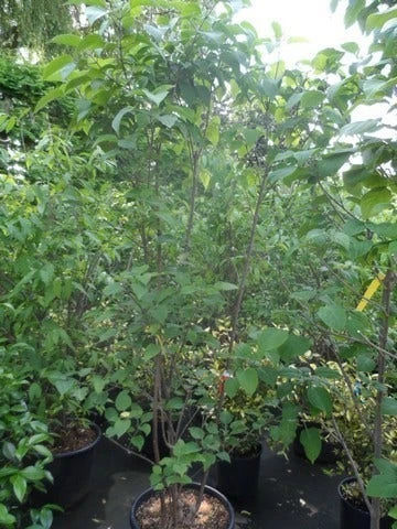 Pindakaasboom Als Struik (Clerodendrum Trichotomum) 2 Pindakaasboom Als Struik (Clerodendrum Trichotomum) - Afbeelding 2