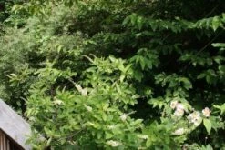 Schijnels (Clethra Alnifolia) 17 Schijnels (Clethra Alnifolia) -AOS Hoera Winkel clethra alnifolia 2