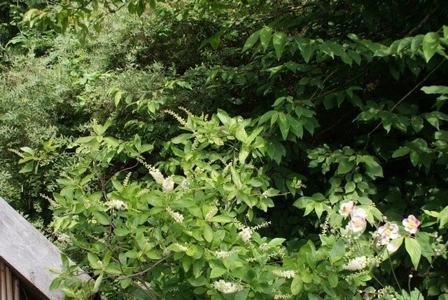 Schijnels (Clethra Alnifolia) 9 Schijnels (Clethra Alnifolia) - Afbeelding 9