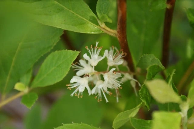 Schijnels (Clethra Alnifolia) 7 Schijnels (Clethra Alnifolia) - Afbeelding 7