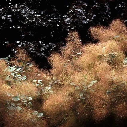 Pruikenboom (Cotinus Coggygria) 2 Pruikenboom (Cotinus Coggygria) - Afbeelding 2