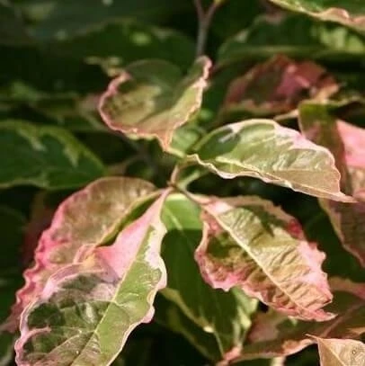 Kornoelje (Cornus Florida 'Cherokee Daybreak') 2 Kornoelje (Cornus Florida 'Cherokee Daybreak') - Afbeelding 2