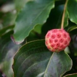 Kornoelje (Cornus Kousa 'China Girl') -AOS Hoera Winkel cornus kousa china girl 1