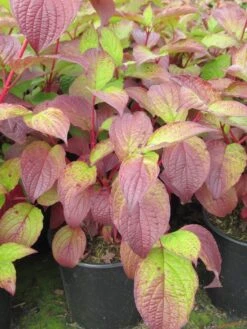 Kornoelje (Cornus Alba 'Sibirica') -AOS Hoera Winkel cornus alba sibirica 1