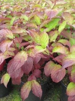Kornoelje (Cornus Alba 'Sibirica') -AOS Hoera Winkel cornus alba sibirica 2