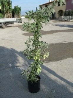 Kornoelje (Cornus Alternifolia 'Argentea') -AOS Hoera Winkel cornus alternifolia argentea