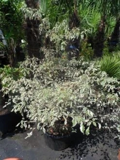 Kornoelje (Cornus Alternifolia 'Argentea') -AOS Hoera Winkel cornus alternifolia argentea 100 125 c25