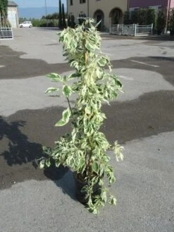 Kornoelje (Cornus Alternifolia 'Argentea') -AOS Hoera Winkel cornus alternifolia argentea 2