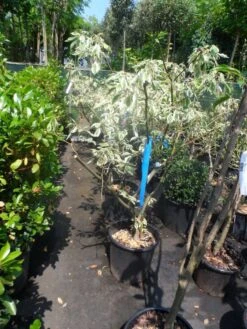 Reuzenkornoelje (Cornus Controversa 'Variegata') 27 Reuzenkornoelje (Cornus Controversa 'Variegata') -AOS Hoera Winkel cornus controversa variegata 125 150 c20