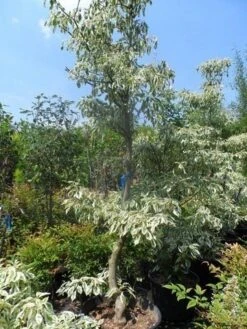 Reuzenkornoelje (Cornus Controversa 'Variegata') 25 Reuzenkornoelje (Cornus Controversa 'Variegata') -AOS Hoera Winkel cornus controversa variegata 175 200 250