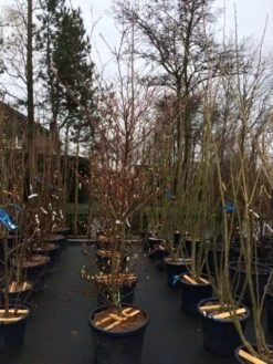 Reuzenkornoelje (Cornus Controversa 'Variegata') 28 Reuzenkornoelje (Cornus Controversa 'Variegata') -AOS Hoera Winkel cornus controversa variegata 2