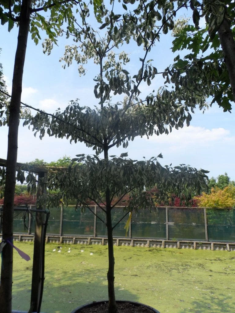 Reuzenkornoelje (Cornus Controversa 'Variegata') 12 Reuzenkornoelje (Cornus Controversa 'Variegata') - Afbeelding 12