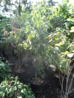 Veelbloemige Kornoelje (Cornus Florida 'Cloud Nine') 8 Veelbloemige Kornoelje (Cornus Florida 'Cloud Nine') -AOS Hoera Winkel cornus florida 150 175 200 c50 1