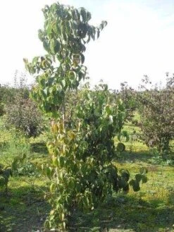 Veelbloemige Kornoelje (Cornus Florida 'Cloud Nine') 9 Veelbloemige Kornoelje (Cornus Florida 'Cloud Nine') -AOS Hoera Winkel cornus florida 180