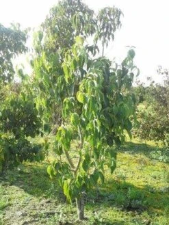 Veelbloemige Kornoelje (Cornus Florida 'Cloud Nine') 11 Veelbloemige Kornoelje (Cornus Florida 'Cloud Nine') -AOS Hoera Winkel cornus florida 180 3