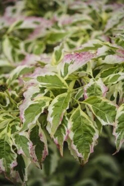 Kornoelje (Cornus Florida 'Cherokee Daybreak') 6 Kornoelje (Cornus Florida 'Cherokee Daybreak') -AOS Hoera Winkel cornus florida cherokee daybreak 1
