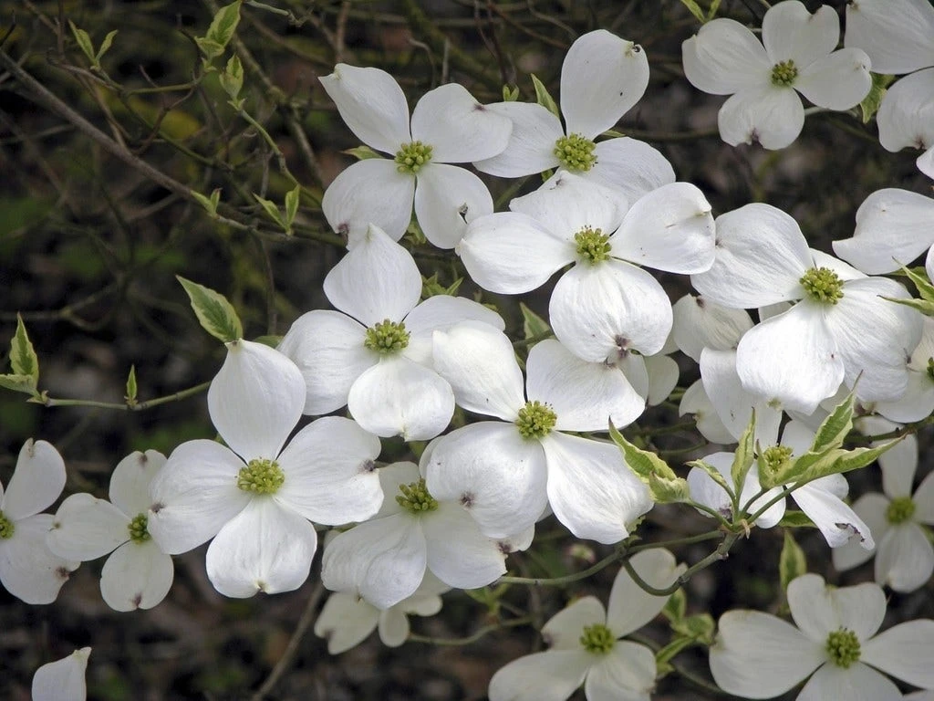 Kornoelje (Cornus Florida 'Cherokee Daybreak') 4 Kornoelje (Cornus Florida 'Cherokee Daybreak') - Afbeelding 4