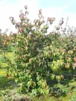 Kornoelje (Cornus Kousa 'China Girl') -AOS Hoera Winkel cornus kousa 180 2