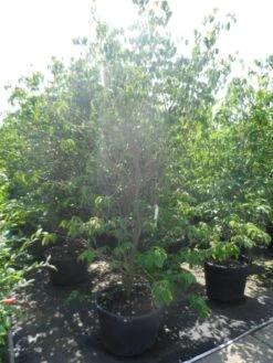 Kornoelje (Cornus Kousa 'China Girl') -AOS Hoera Winkel cornus kousa china girl 200 250 c90 1