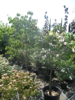 Japanse Kornoelje (Cornus Kousa) -AOS Hoera Winkel cornus kousa in soorten halfstam c50