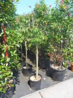 Japanse Kornoelje (Cornus Kousa) -AOS Hoera Winkel cornus kousa satomi 100stam c20