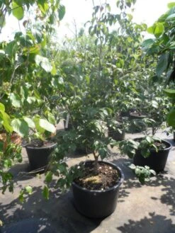 Japanse Kornoelje (Cornus Kousa) -AOS Hoera Winkel cornus kousa satomi 150 175 200