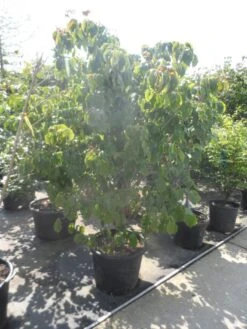 Japanse Kornoelje (Cornus Kousa) -AOS Hoera Winkel cornus kousa satomi 200 225