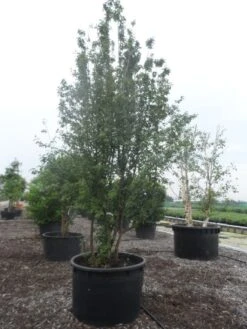 Gele Kornoelje (Cornus Mas) 8 Gele Kornoelje (Cornus Mas) -AOS Hoera Winkel cornus mas 400 500 c750