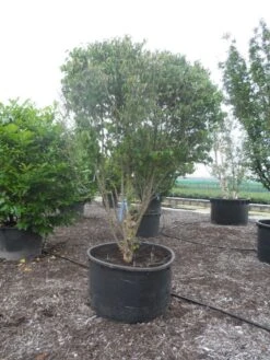 Gele Kornoelje (Cornus Mas) 9 Gele Kornoelje (Cornus Mas) -AOS Hoera Winkel cornus mas ombrella c600