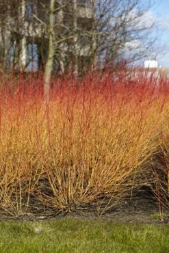 Kornoelje (Cornus Sanguinea 'Midwinter Fire') -AOS Hoera Winkel cornus sanguinea midwinter fire02
