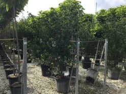 Japanse Kornoelje (Cornus Kousa 'Weisse Fontaine') 7 Japanse Kornoelje (Cornus Kousa 'Weisse Fontaine') -AOS Hoera Winkel cornuskousa175