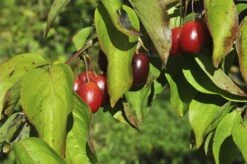 Gele Kornoelje (Cornus Mas) 7 Gele Kornoelje (Cornus Mas) -AOS Hoera Winkel cornusmas vruchtv01