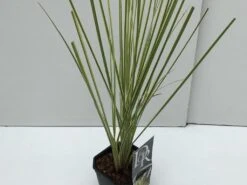 Dwerg Pampasgras (Cortaderia Selloana 'Mini Goldpampas') -AOS Hoera Winkel cortaderia mini goldpampas v2