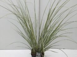 Dwerg Pampasgras (Cortaderia Selloana 'Mini Goldpampas') -AOS Hoera Winkel cortaderia mini goldpampas v5