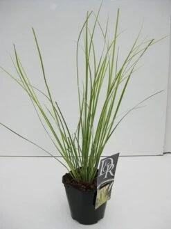 Dwerg Pampasgras (Cortaderia Selloana 'Mini Goldpampas') -AOS Hoera Winkel cortaderia mini goldpampas v2