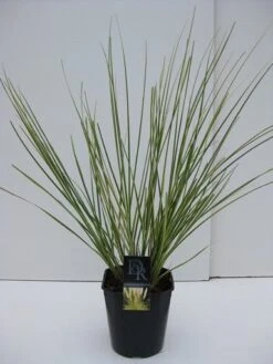 Dwerg Pampasgras (Cortaderia Selloana 'Mini Goldpampas') -AOS Hoera Winkel cortaderia mini goldpampas v5