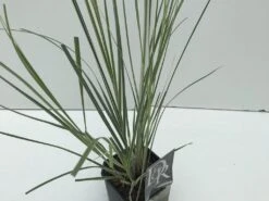 Dwergpampasgras (Cortaderia Selloana 'Mini Silverpampas') -AOS Hoera Winkel cortaderia mini silverpampas v2