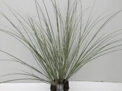 Dwergpampasgras (Cortaderia Selloana 'Mini Silverpampas') -AOS Hoera Winkel cortaderia mini silverpampas v5