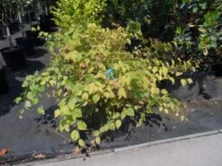 Schijnhazelaar (Corylopsis Pauciflora) 12 Schijnhazelaar (Corylopsis Pauciflora) -AOS Hoera Winkel corylopsis pauciflora c15