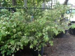 Schijnhazelaar (Corylopsis Pauciflora) 13 Schijnhazelaar (Corylopsis Pauciflora) -AOS Hoera Winkel corylopsis pauciflora solitair 100 150