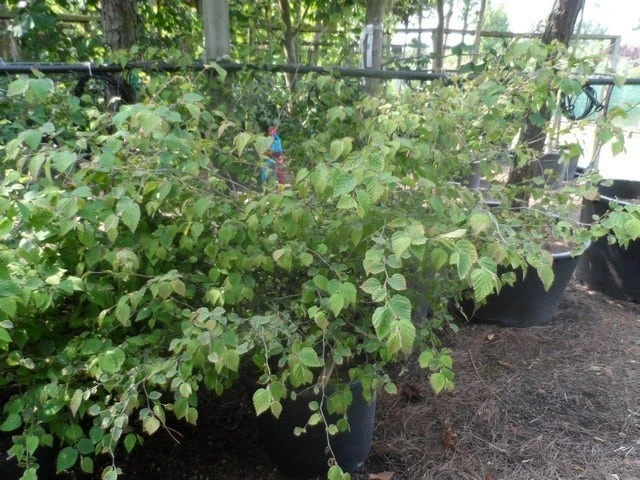 Schijnhazelaar (Corylopsis Pauciflora) 7 Schijnhazelaar (Corylopsis Pauciflora) - Afbeelding 7