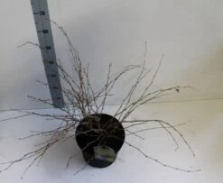 Schijnhazelaar (Corylopsis Pauciflora) 11 Schijnhazelaar (Corylopsis Pauciflora) -AOS Hoera Winkel corylopssi pauciflora 40 50 cm co. 7.5l z kopie