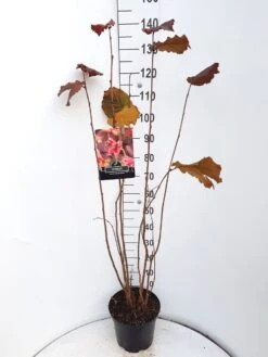 Hazelaar/Hazelnoot (Corylus Avellana 'Rode Zellernoot') -AOS Hoera Winkel corylus rode zellernoot c10 v01